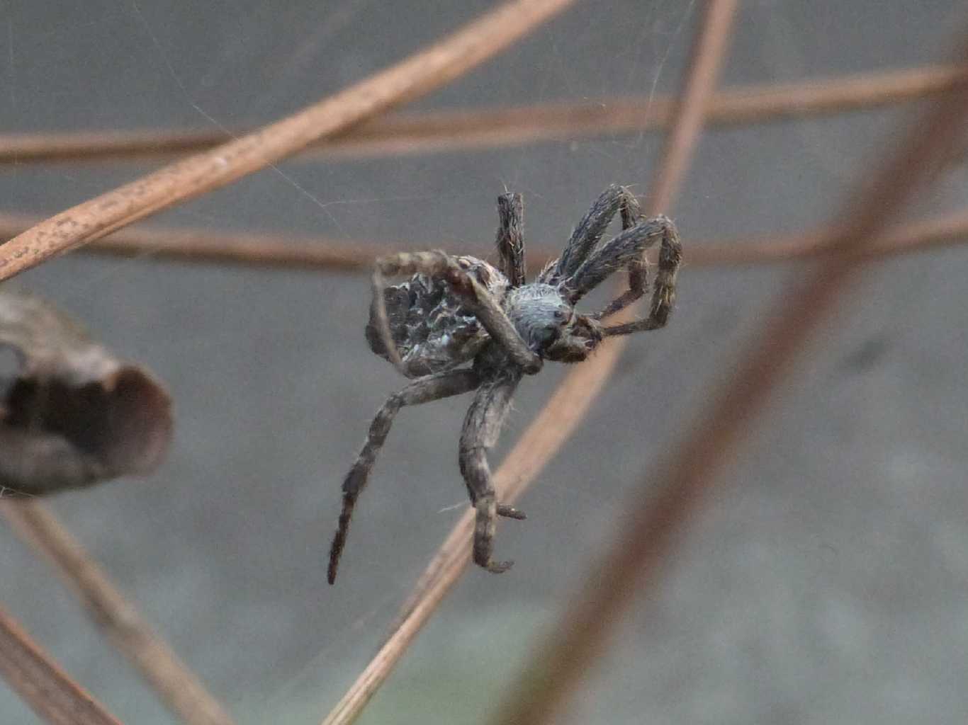 Cyrtophora citricola: fine del ciclo vitale - Ostia (RM)